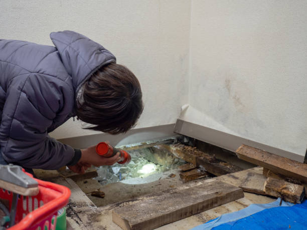 Best Mold Removal for HVAC Installations  in Moulton, AL