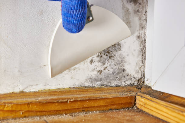 Best Forensic Mold Investigation  in Moulton, AL