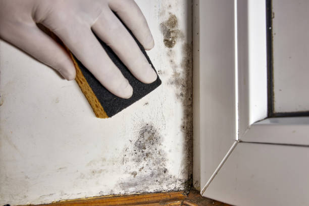 Best Water Damage & Mold Remediation  in Moulton, AL